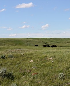 Bison, Grasslands National Park